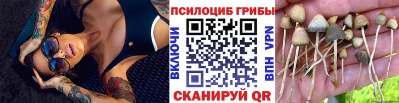 Купить где  Рассказово  Псилоцибиновые грибы Psilocybine cubensis 